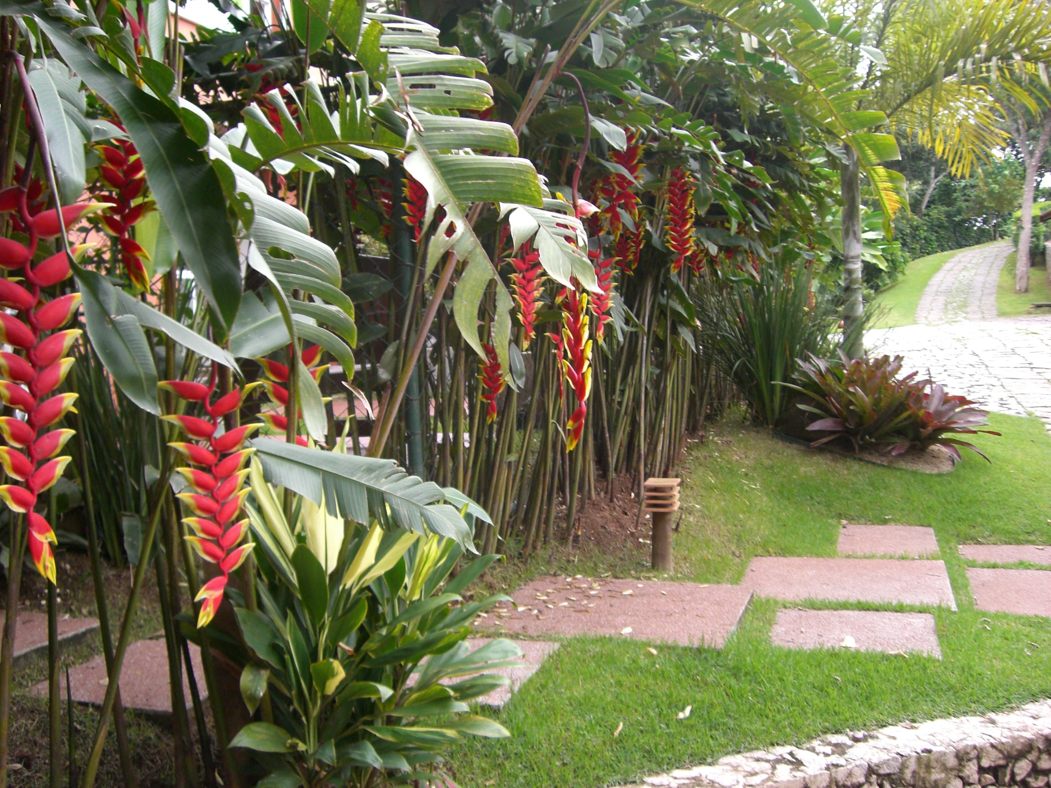 A Helicônia Rostrata pode formar uma cerca viva de muita beleza , com seu cachos vermelho amarelo , os beija-flores amam e os nossos olhos também . Nativa da America do Sul complementa com grandeza os jardins tropicais . 